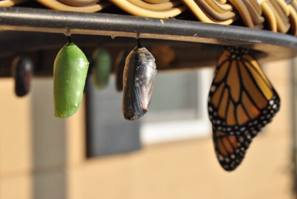 Transformation - the butterfly can't return to the chrysalis